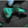 Poecilia reticulata mâle (Guppy mâle) Moscou vert 3,5 cm