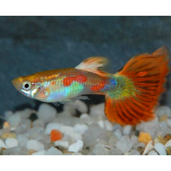 Poecilia reticulata mâle (Guppy mâle) Pigeon blood 3,5 cm