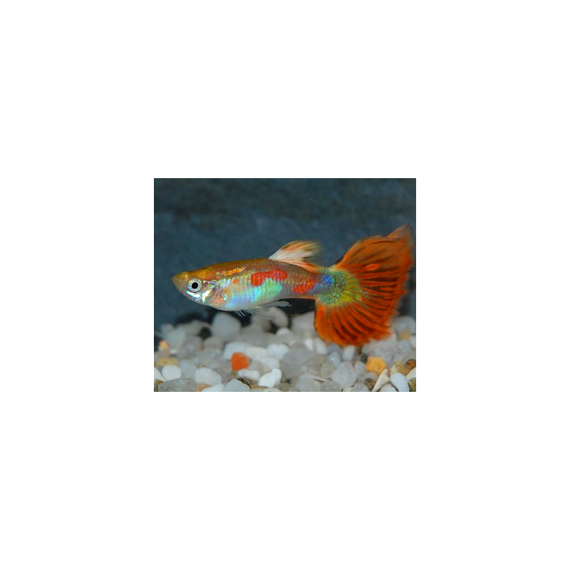 Poecilia reticulata mâle (Guppy mâle) Pigeon blood 3,5 cm