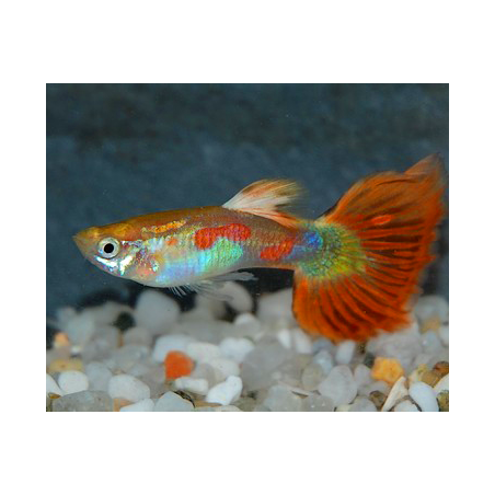 Poecilia reticulata mâle (Guppy mâle) Pigeon blood 3 cm