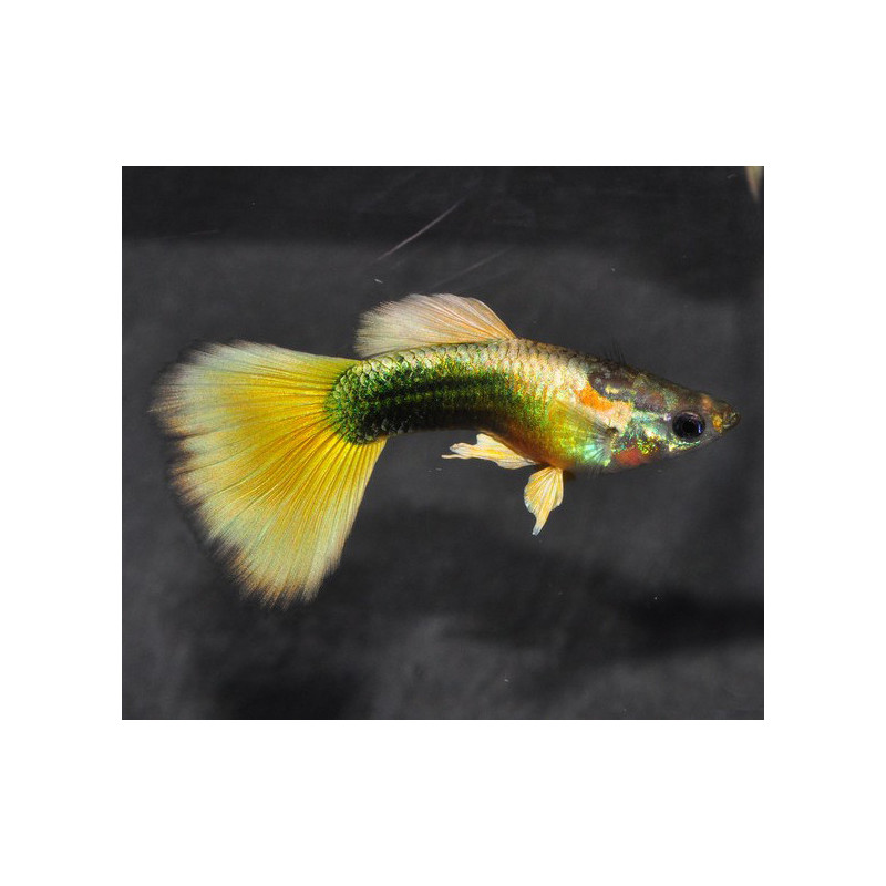 Poecilia reticulata mâle (Guppy mâle) tuxedo jaune 3 cm