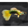 Poecilia reticulata mâle (Guppy mâle) tuxedo jaune 3 cm