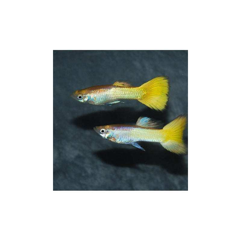 Poecilia reticulata mâle (Guppy mâle) micarif 3,5 cm