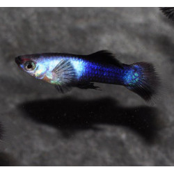 Poecilia reticulata mâle (Guppy mâle) Panda 2 cm