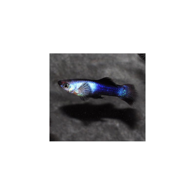 Poecilia reticulata mâle (Guppy mâle) Panda 2 cm