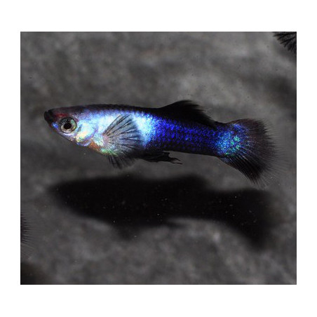 Poecilia reticulata mâle (Guppy mâle) Panda 2 cm