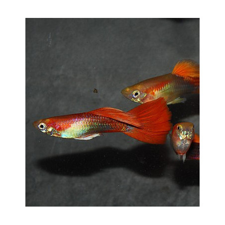 Poecilia reticulata mâle (Guppy mâle) blond rouge tuxedo 3 cm