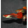 Poecilia reticulata mâle (Guppy mâle) blond rouge tuxedo 3 cm