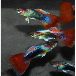 Poecilia reticulata mâle (Guppy mâle) néon rouge tuxedo 3,5 cm