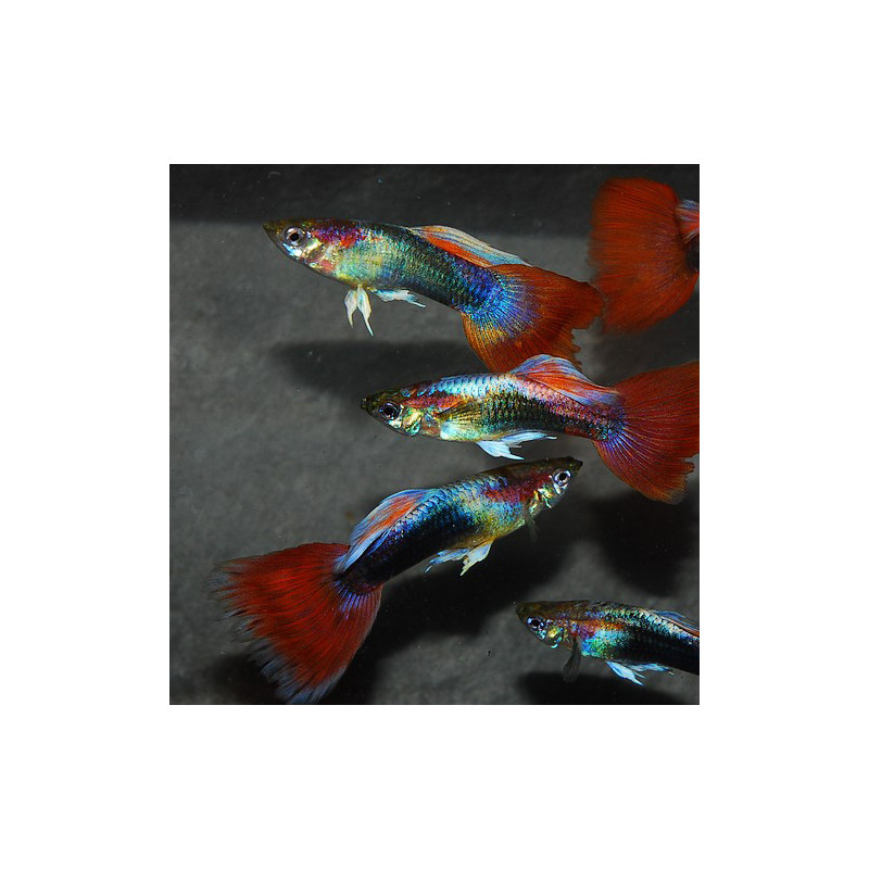 Poecilia reticulata mâle (Guppy mâle) néon rouge tuxedo 3,5 cm