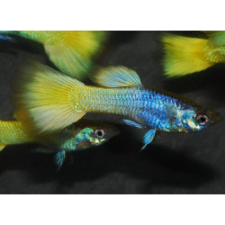 Poecilia reticulata mâle (Guppy mâle) German yellow 3,5 cm