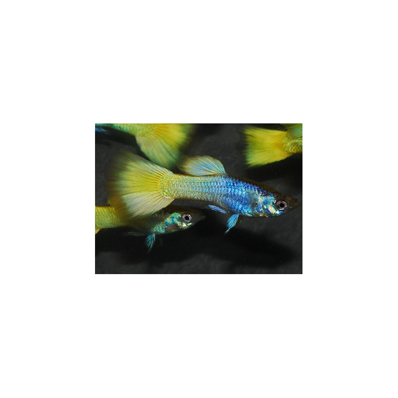 Poecilia reticulata mâle (Guppy mâle) German yellow 3,5 cm