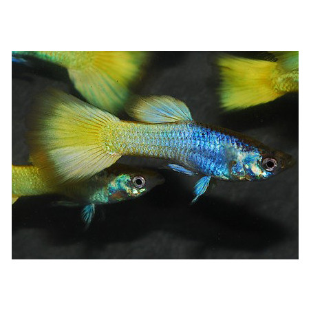 Poecilia reticulata mâle (Guppy mâle) German yellow 3,5 cm