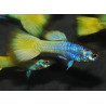 Poecilia reticulata mâle (Guppy mâle) German yellow 3 cm