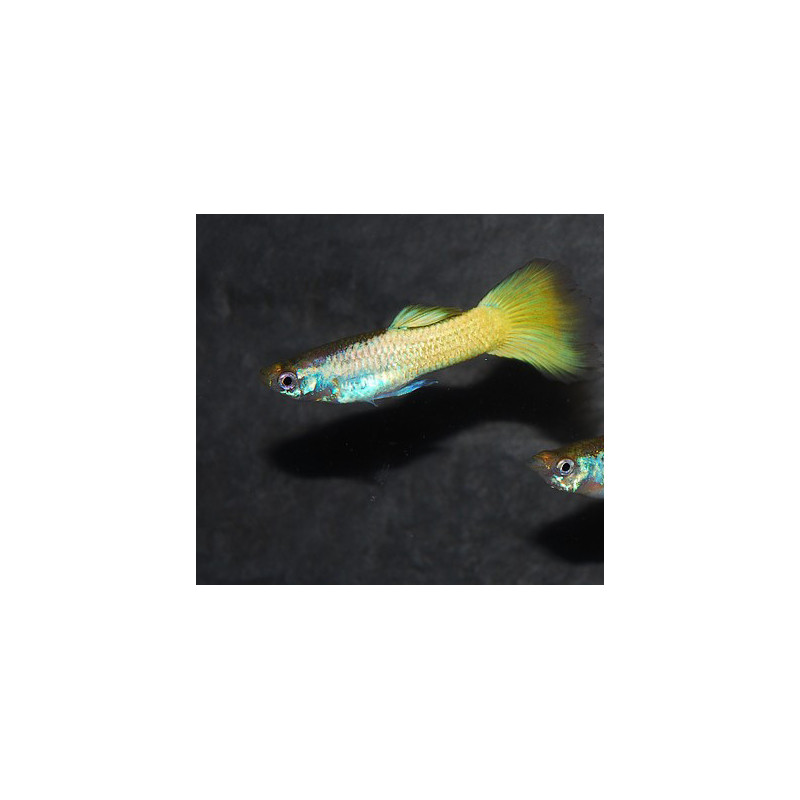 Poecilia reticulata mâle (Guppy mâle) jaune citron 3,5 cm