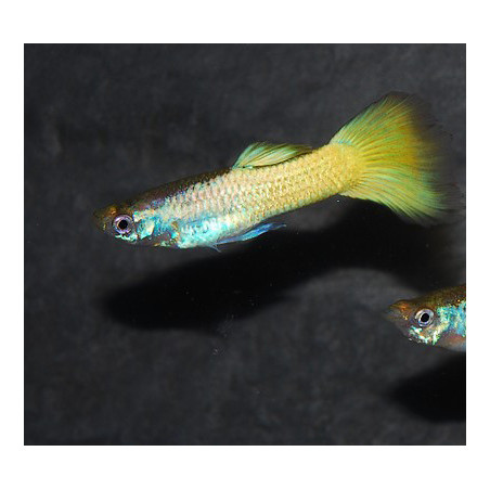 Poecilia reticulata mâle (Guppy mâle) jaune citron 3,5 cm