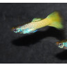 Poecilia reticulata mâle (Guppy mâle) jaune citron 3,5 cm