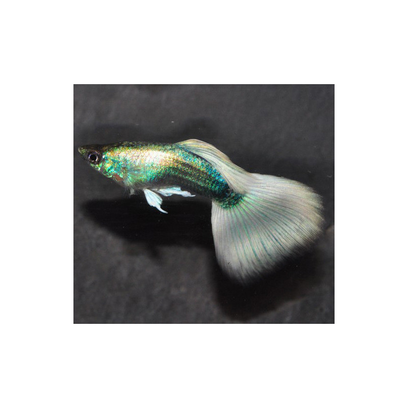 Poecilia reticulata mâle (Guppy mâle) Silver tuxedo 2,5 cm
