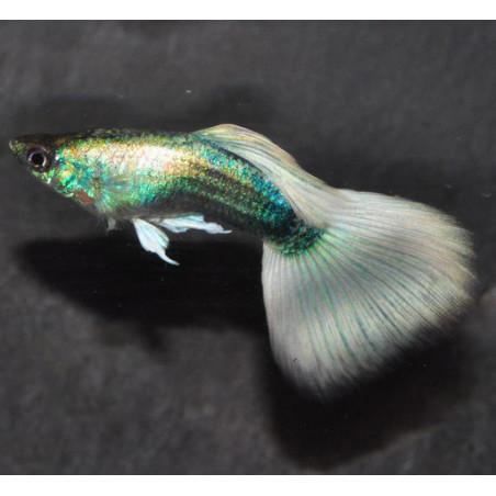 Poecilia reticulata mâle (Guppy mâle) Silver tuxedo 2,5 cm