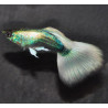 Poecilia reticulata mâle (Guppy mâle) Silver tuxedo 2,5 cm