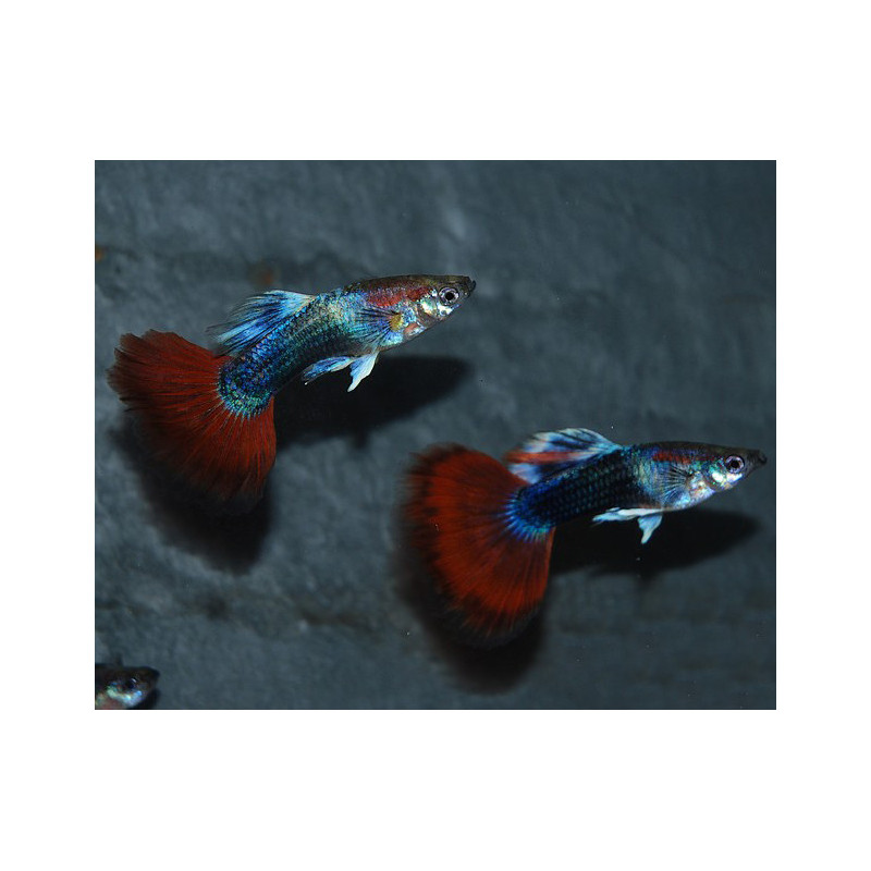Poecilia reticulata mâle (Guppy mâle) rouge Métallique tuxedo 3,5 cm