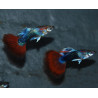 Poecilia reticulata mâle (Guppy mâle) rouge Métallique tuxedo 3,5 cm