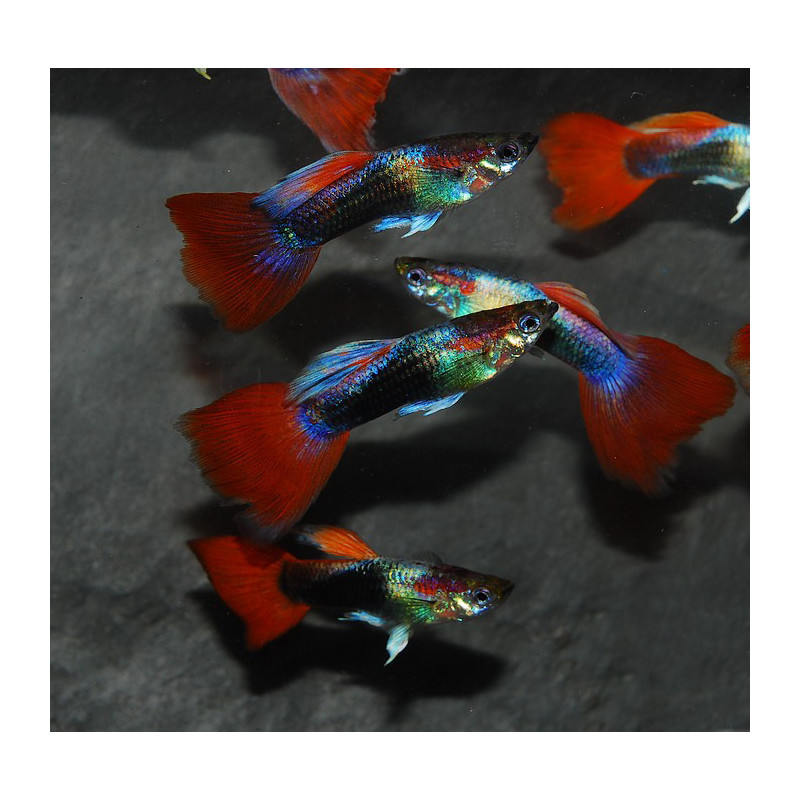 Poecilia reticulata mâle (Guppy mâle) rouge tuxedo 3cm