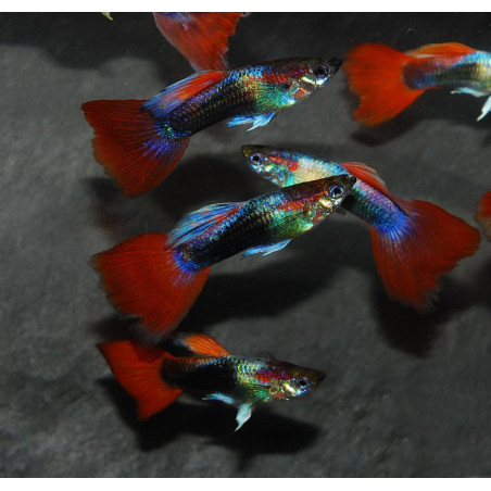 Poecilia reticulata mâle (Guppy mâle) rouge tuxedo 3cm