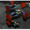 Poecilia reticulata mâle (Guppy mâle) rouge tuxedo 3cm