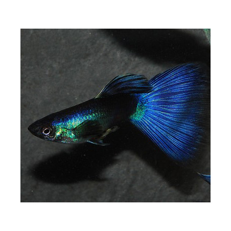 Poecilia reticulata mâle (Guppy mâle) bleu Moscou 3 cm