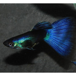 Poecilia reticulata mâle (Guppy mâle) bleu Moscou 2,5 cm