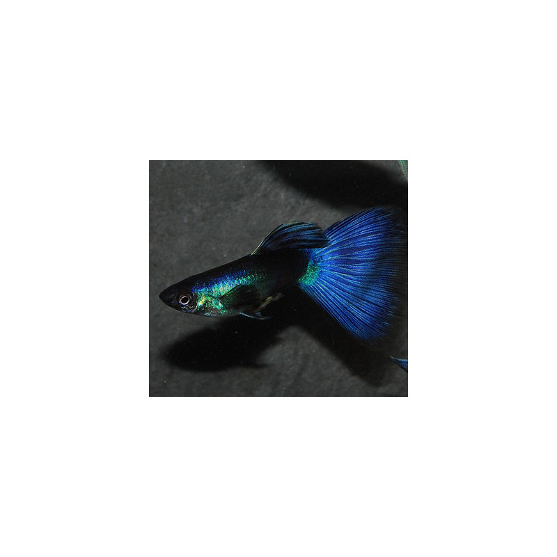 Poecilia reticulata mâle (Guppy mâle) bleu Moscou 2,5 cm