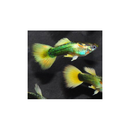 Poecilia reticulata mâle (Guppy mâle) Golden 3 cm