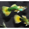Poecilia reticulata mâle (Guppy mâle) Golden 3 cm