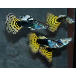 Poecilia reticulata mâle (Guppy mâle) léopard 3 cm