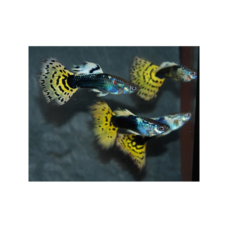 Poecilia reticulata mâle (Guppy mâle) léopard 3 cm
