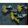 Poecilia reticulata mâle (Guppy mâle) léopard 3 cm