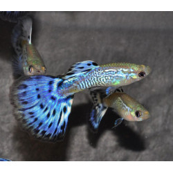 Poecilia reticulata mâle (Guppy mâle) snakeskin bleu 3 cm à seuleme...