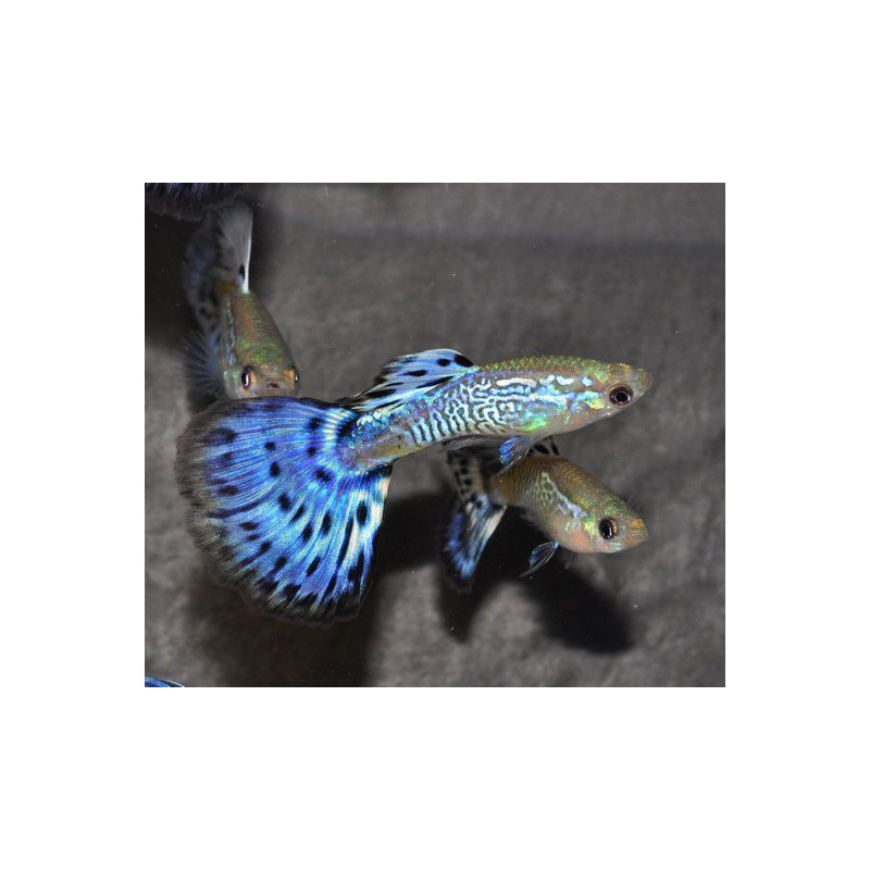 Poecilia reticulata mâle (Guppy mâle) snakeskin bleu 3 cm
