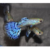 Poecilia reticulata mâle (Guppy mâle) snakeskin bleu 3 cm