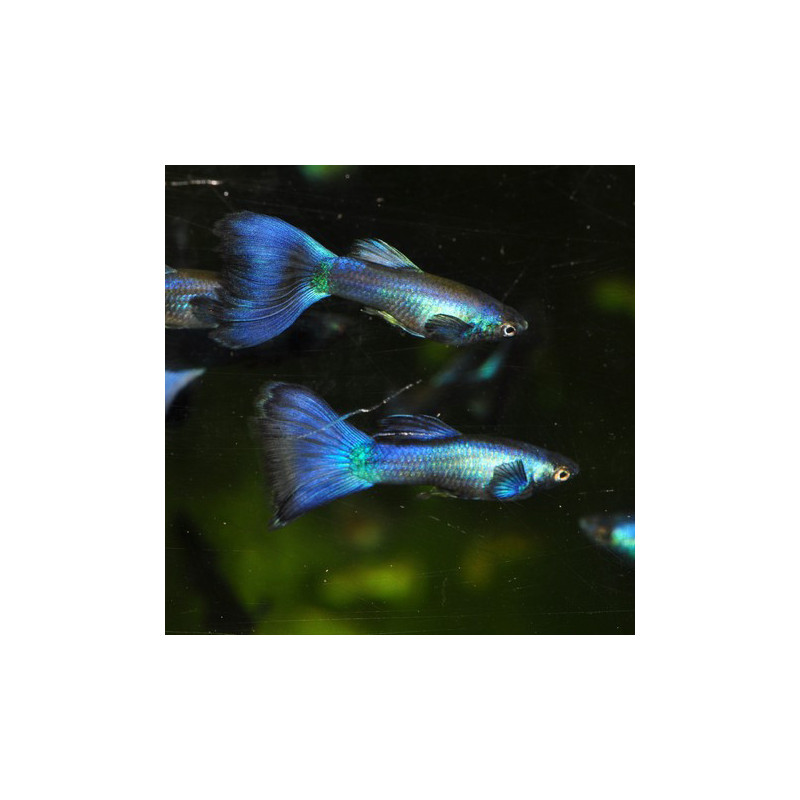 Poecilia reticulata mâle (Guppy mâle) bleu néon 3 cm