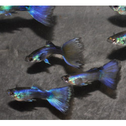 Poecilia reticulata mâle (Guppy mâle) tuxedo bleu 3 cm