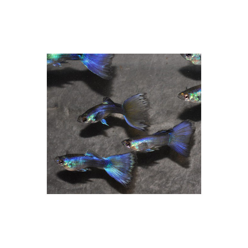 Poecilia reticulata mâle (Guppy mâle) tuxedo bleu 3 cm
