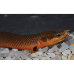 Erpetoichthys calabaricus 20-25 cm (s)