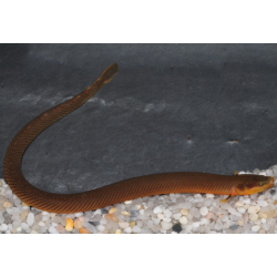 Erpetoichthys calabaricus 20-25 cm (s)