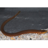 Erpetoichthys calabaricus 20-25 cm (s)