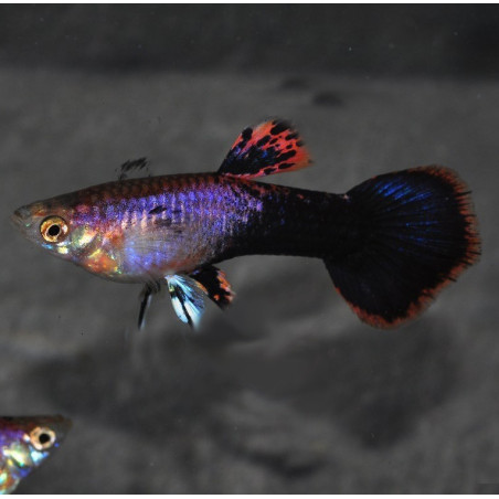 Poecilia reticulata mâle (Guppy mâle) Eclipse 2,5 cm