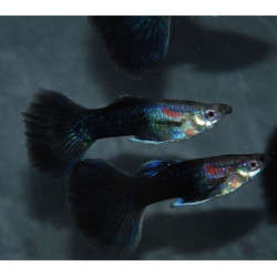 Poecilia reticulata mâle (Guppy mâle) demi-noir noir 3 cm