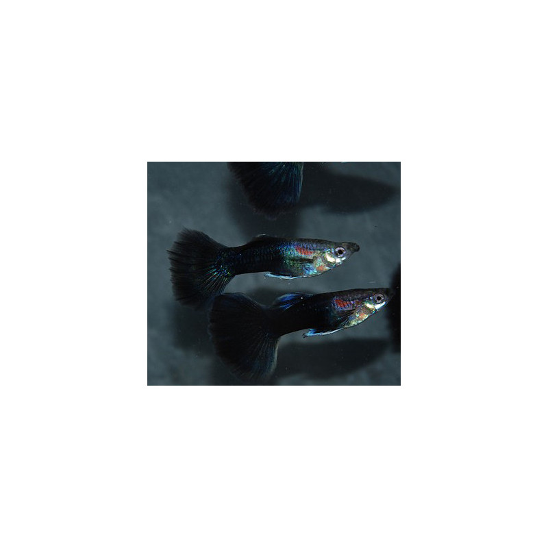 Poecilia reticulata mâle (Guppy mâle) demi-noir noir 3 cm