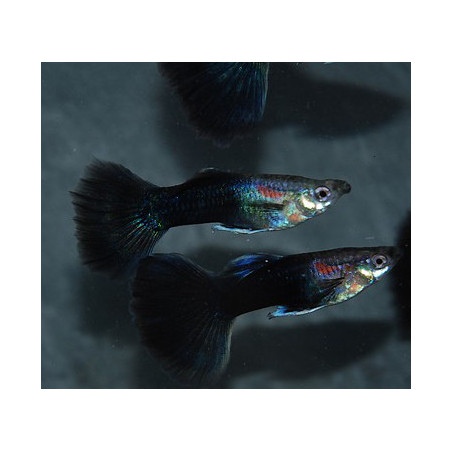 Poecilia reticulata mâle (Guppy mâle) demi-noir noir 3 cm